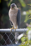 Coopers Hawk